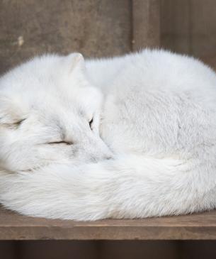 Arctic fox, curled up, sleeping