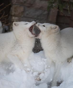 Arctic fox, communicating