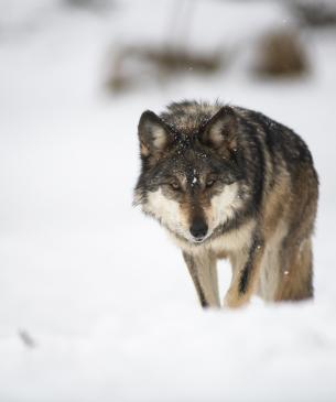 Mexican wolf in snow