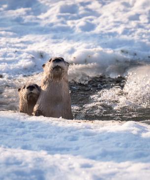 River otters in the snow