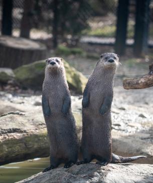 River otters standing