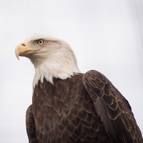 Bald Eagle at the Columbus Zoo and Aquarium