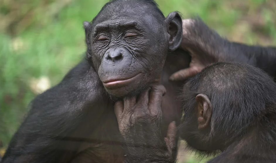 Two bonobos