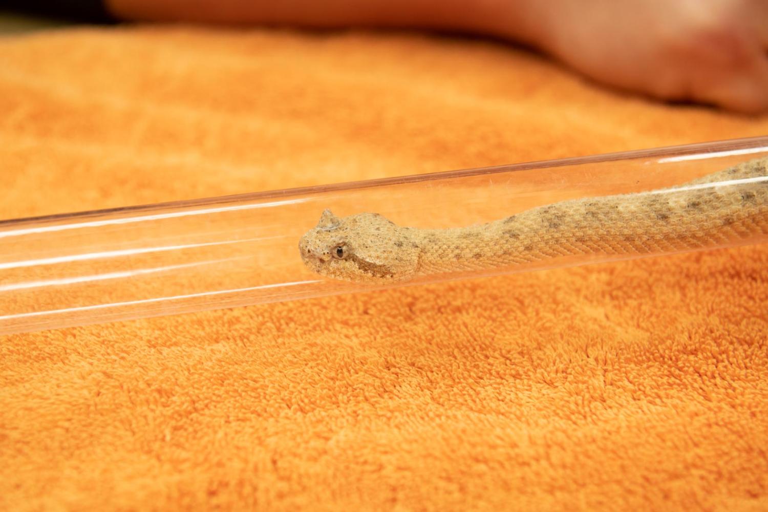 snake in tube