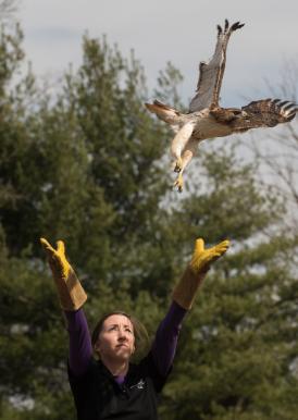 woman releasing hawk into the sky