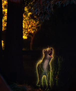 zoo guests and projection