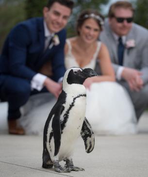 bride and groom with penguin