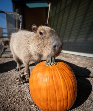 capybara sniffing pumpkin