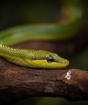 Red-tailed Rat Snake