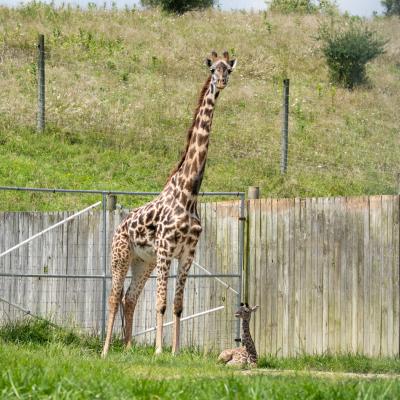 Giraffe calf sits in yard next to her standing mother