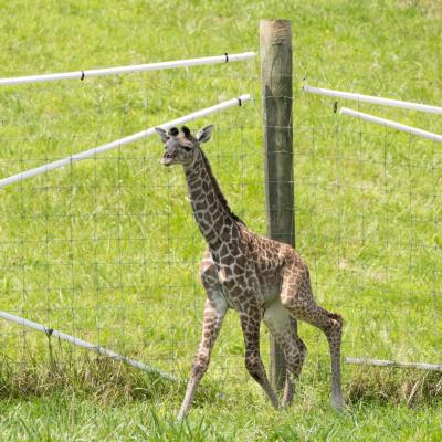 Giraffe calf explores the yard