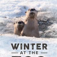 Otters in Winter
