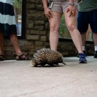 echidna walking with people