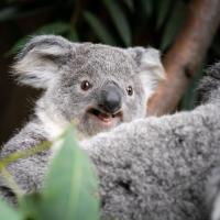 Kora the koala in a tree at the Zoo