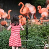 Girl looking at flamingos