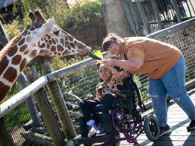 Child in a wheelchair feeding a giraffe 