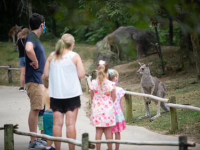 Family looking at kangaroos