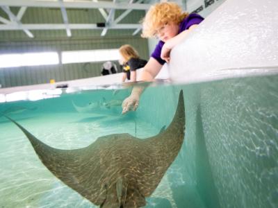 Child reaching into the water to touch a stingray