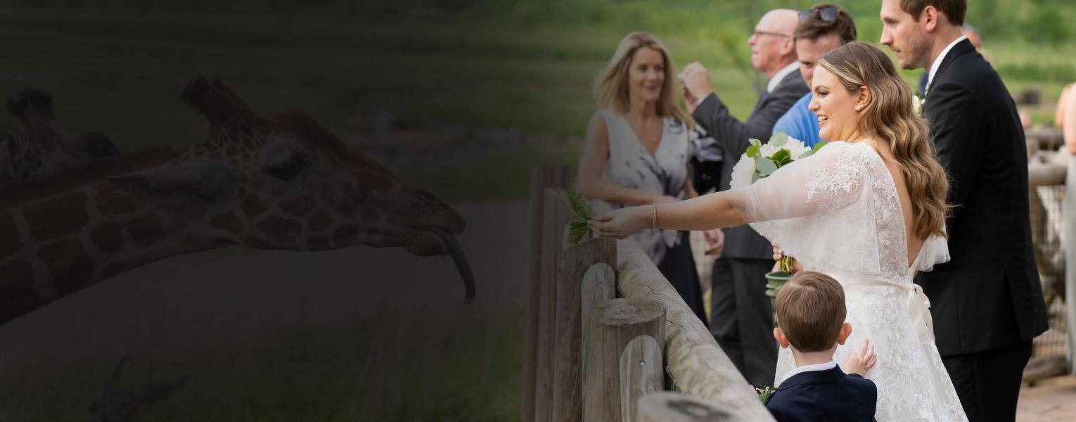 Bride feeding giraffe