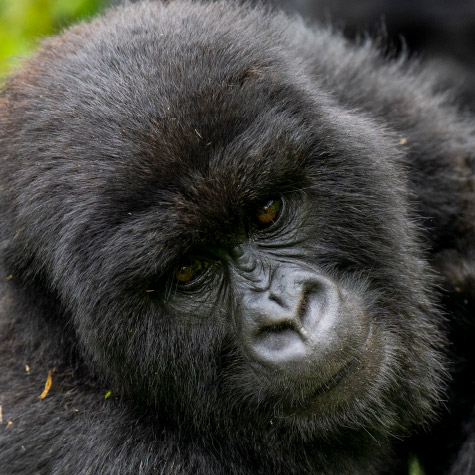 Gorilla