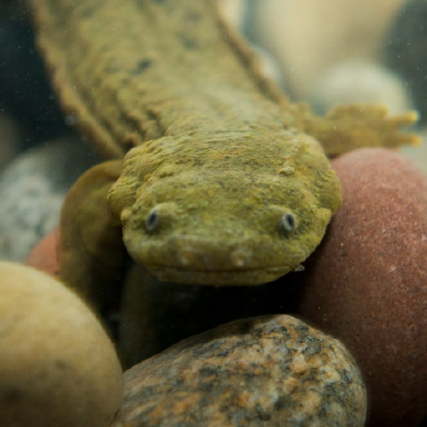 Hellbender