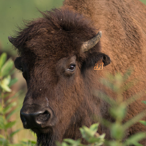 Bison