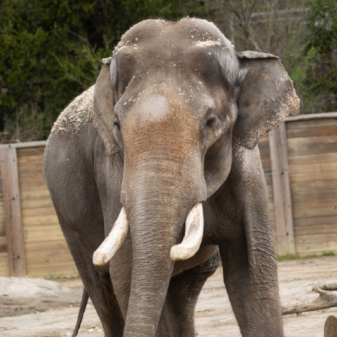 Asian Elephant