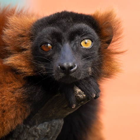 Ruffed Lemur