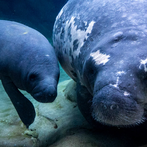 Manatee