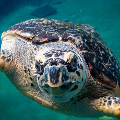 Turtle