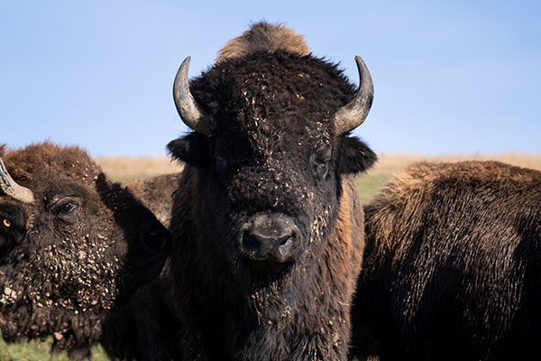 Bison