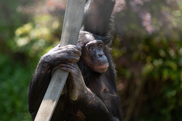 Bonobo