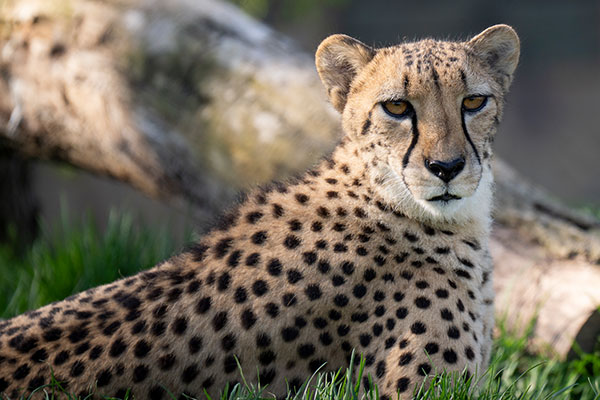 Cheetah