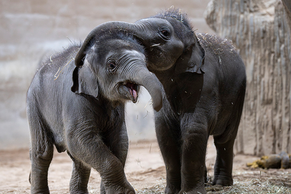 baby elephants