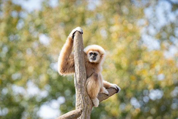 Gibbon