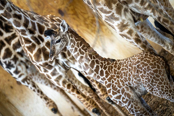 Masai Giraffe (Lulu's Calf)