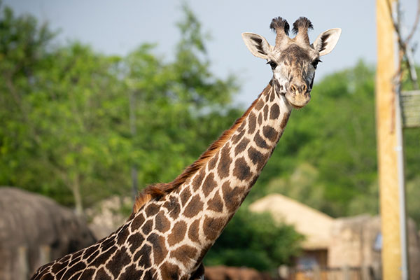 Giraffe