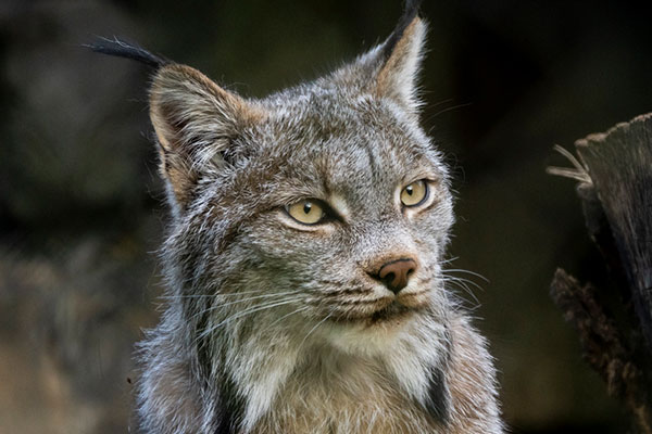 lynx