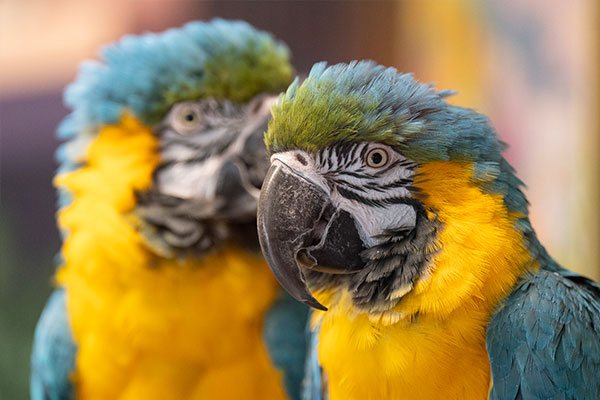 Macaw