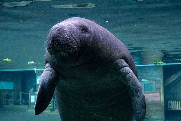 Manatee