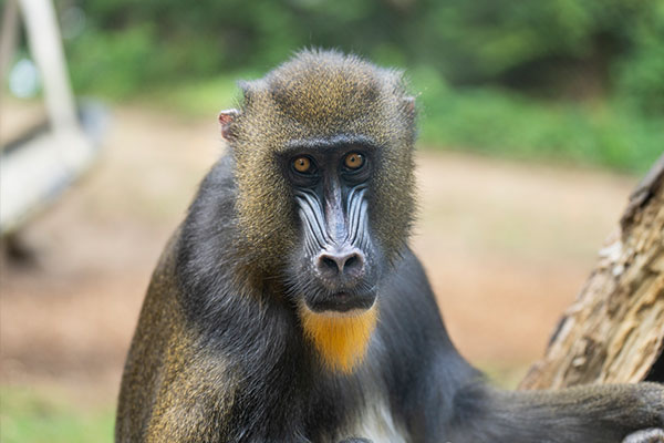mandrill