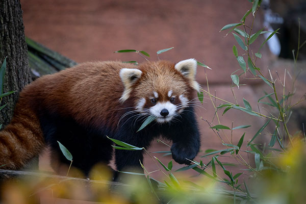 Red Panda