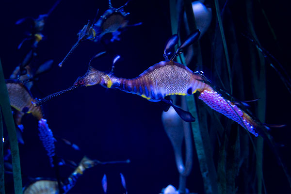 Weedy Seadragon with eggs