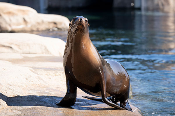 Sea Lion