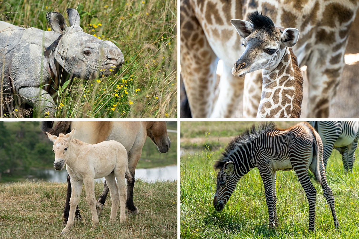 baby animals