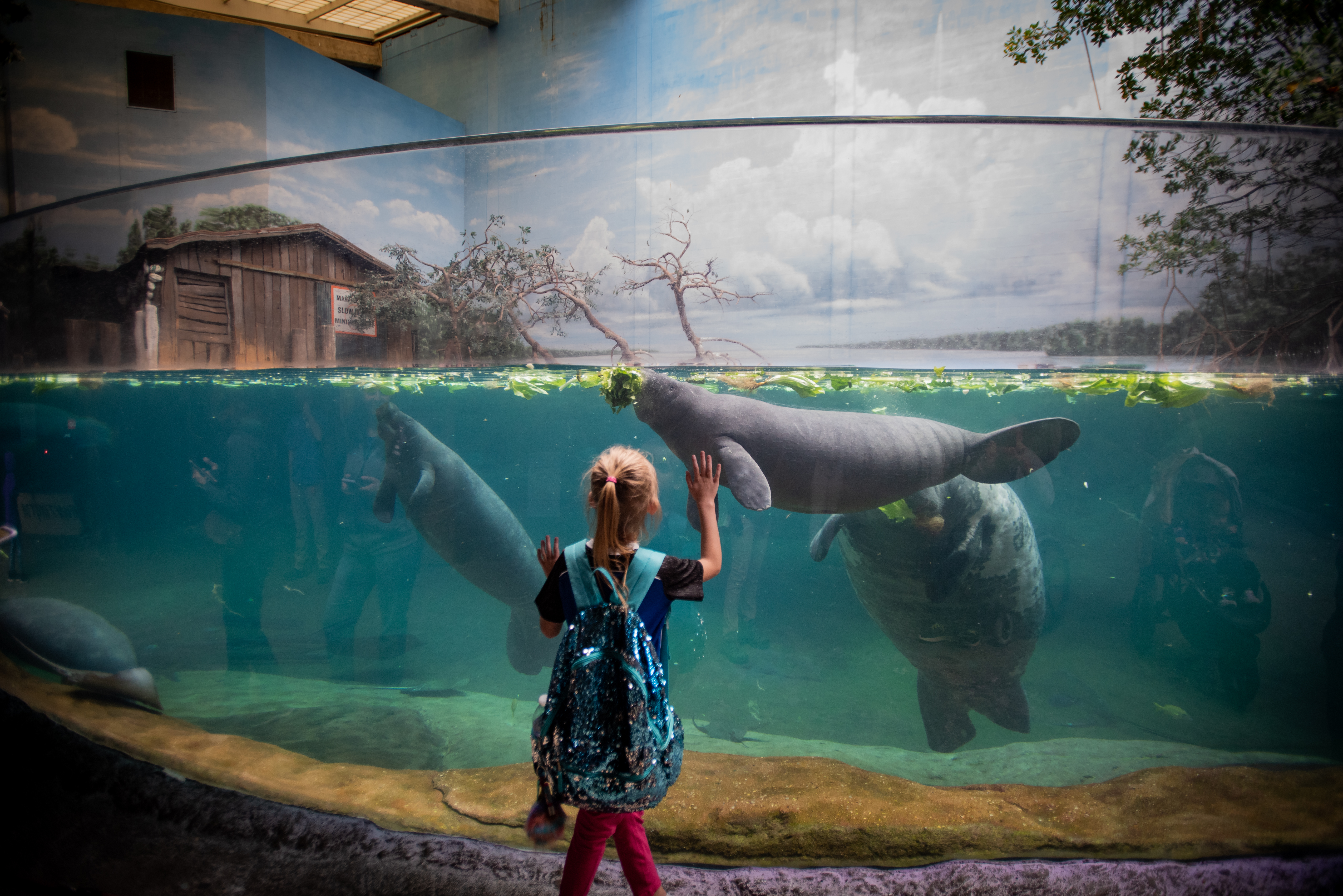 Guest looking at manatee