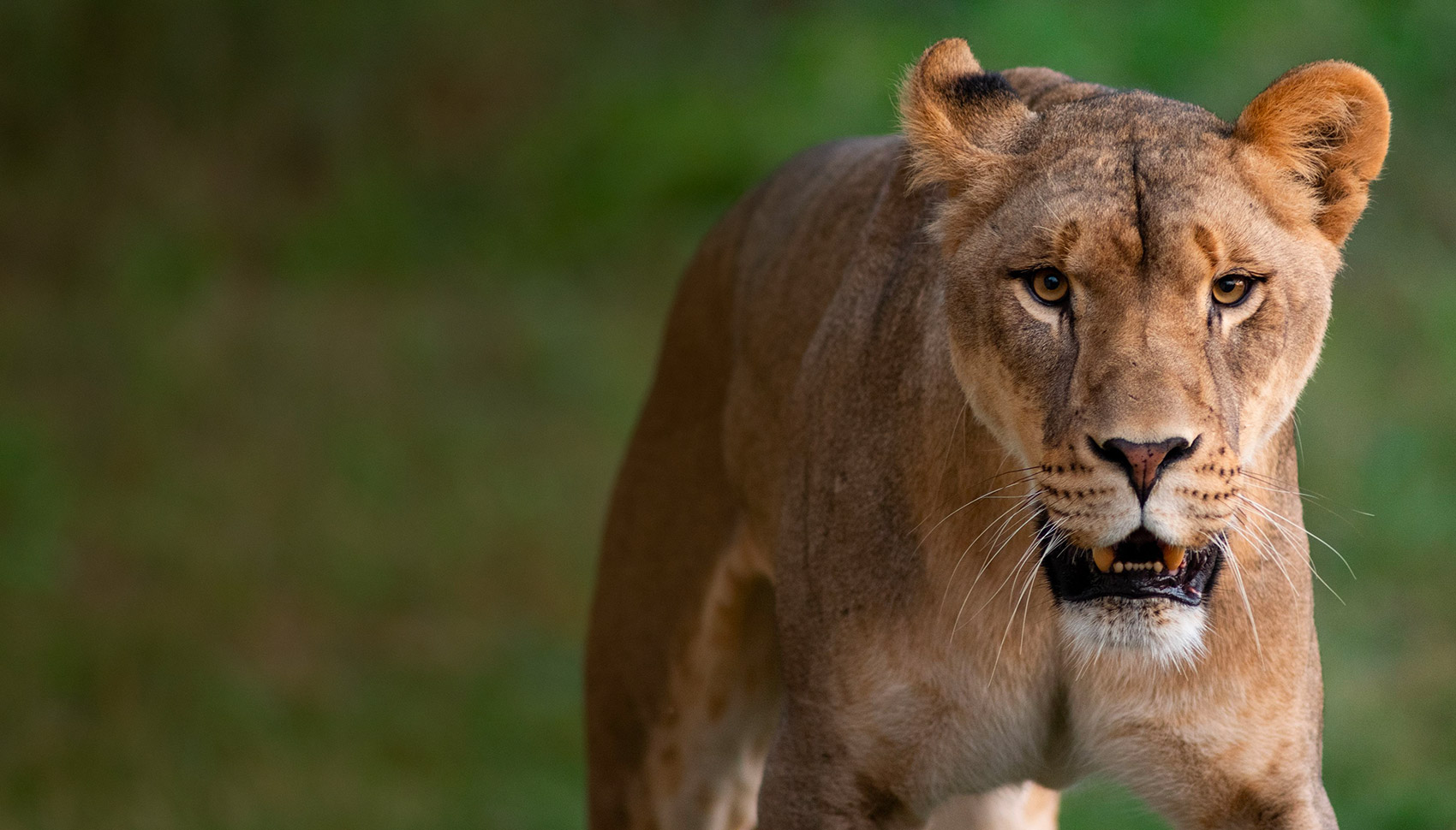 african lion