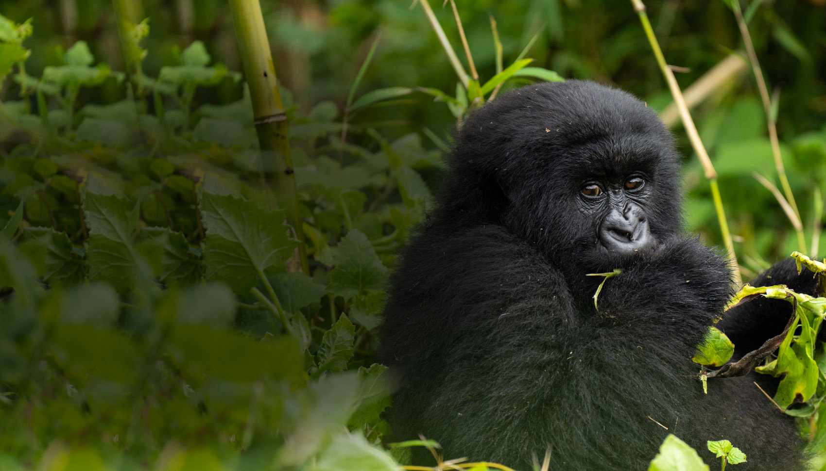 Baby Gorilla