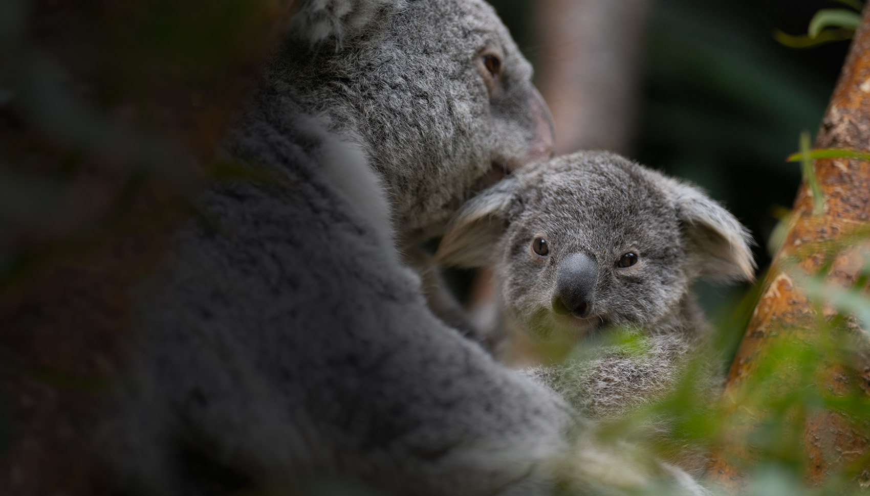 Zoo Membership Koala