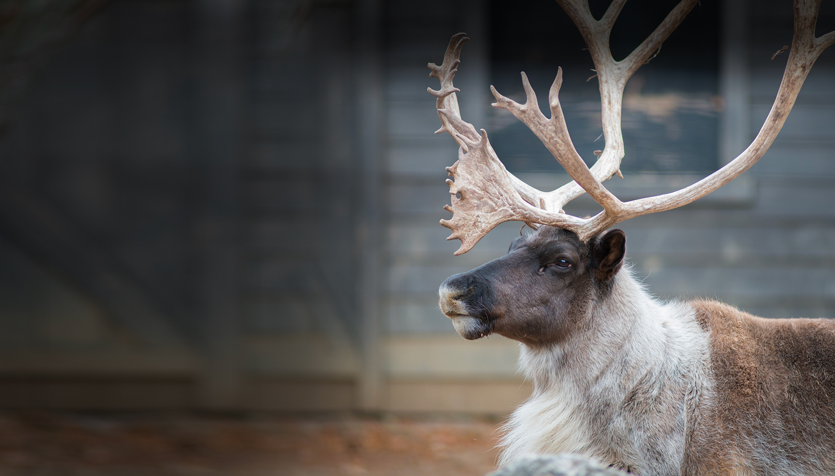 Reindeer